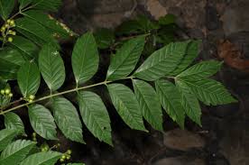 Image result for Clausena