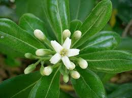 Image result for Pittosporum mildbraedii