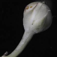 Image result for Ipomoea hochstetteri