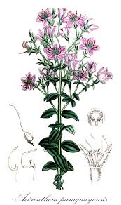 Image result for Ochthocharis dicellandroides
