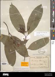 Image result for Picralima nitida