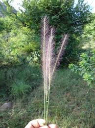 Image result for Perotis