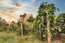 Sips and bites of nocturnal bologna. Emilia Romagna Wine Region Guide