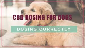 Cbd Dosing For Dogs Choosing Calculating The Right Dose