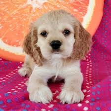 From free yorkie puppies to free german shepherd puppies, you can find the perfect addition to your home here at k9stud. Dolly Cocker Spaniel Puppy 645001 Puppyspot