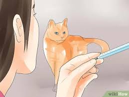 Suppressing the thyroid in cats with renal failure can worsen renal tissue profusion, so we must be very careful treating these kitties. How To Know If Your Cat Is Dying 15 Steps With Pictures