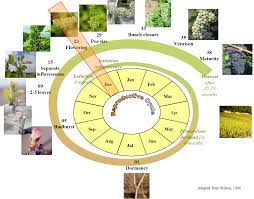 Jun 02, 2020 · the next important stages in the phenology of a grapevine are flowering and fruit set. Quantifying The Seasonal Variations In Grapevine Yield Components Based On Pre And Post Flowering Weather Conditions Oeno One