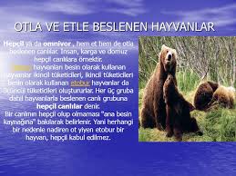 Canlilarin Dunyasini Taniyalim Ppt Indir