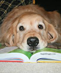 Studying For Exams Is Tiring Golden Retriever Dogs Golden Retriever Cute Dogs
