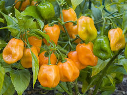 Pepper geek participates in various affiliate programs, meaning exactly when to start your peppers will vary based on your region. How To Grow Hot Peppers