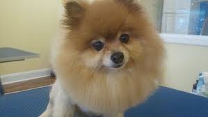 Teddy Bear Black And Brown Pomeranian Pin On Pom