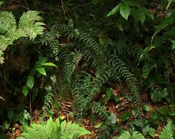 Image result for Asplenium preussii