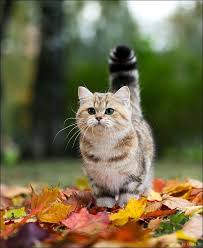 Flower Garden Temcitpilavi Of Gerizekaliii Cocuk Sevmeyi Cute Kittens Guzel Kediler Kedi