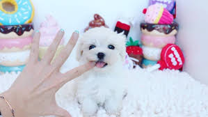 These maltipoo puppies located in texas come from different cities, including, pearland, houston mroreo meet mroreo, a stunning maltipoo who made a first debut into the world on nov 22,2020. Cathys Maltese Maltese Puppies For Sale Maltese Breeder Hypoallergenic Maltese Non Shedding Maltipoo Maltese Mix Dog Breeder