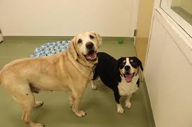 Quickly find animal shelter phone number, directions & services (ionia, mi). Buddy And Prince Are Bffs And Need A Forever Home