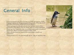 It grows to an average of 33 cm (13 in) in height and 43 cm (17 in) in length, though specific measurements vary by subspecies. Reproduction Project Mr Jeans The Fairy Penguins Ppt Download