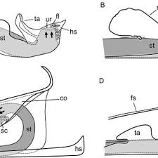 Image result for Sarcophrynium schweinfurthianum
