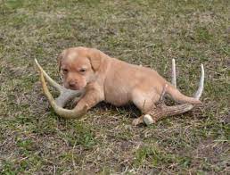 Here they strive to produce genetically healthy dogs. Cheap Healthy Akc Lab Puppies For Sale In Grantsburg Wisconsin Classified Americanlisted Com