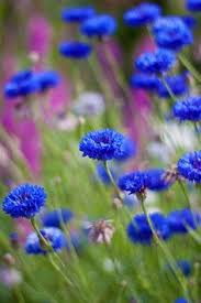 Gomphrena globosa, native to brazil, panama and guatemala. 13 Bachelor Button Ideas Bachelor Buttons Planting Flowers Blue Flowers