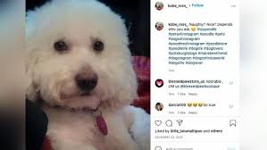 PetSmart employees charged after poodle dies during grooming visit
