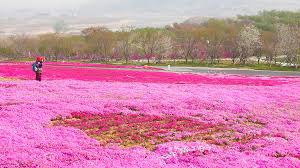 Pinterest ideas about beautiful flowers, perennial pictures of pink flowers pretty small light dark red pink flowers in the world. Sweet Pink Sea Of Flowers In East China Cgtn