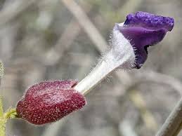 Image result for Buchnera subglabra