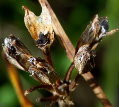 Image result for Helixanthera schizocalyx