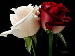 Pin By Patricia K On Flower Red And White Roses Pink Rose Wallpaper Hd Beautiful Roses
