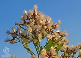 Image result for Nidorella ivifolia