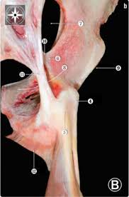 Shoulder radiology & anatomy at usuhs.mil. Aspetar Sports Medicine Journal Managing The Athlete With A Stubborn Proximal Hamstring Tendinopathy