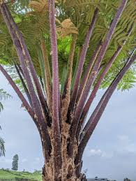 Image result for Cyathea dregei