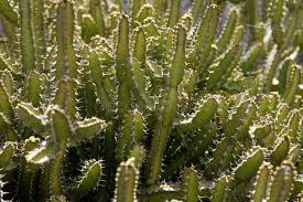 Image result for Euphorbia griseola