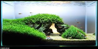 Arrange your aquscape to have an off center focus point. Aquascape Ideas Aquascape Freshwater Aquascape Ideas