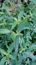 Image result for Ficus pseudomangifera