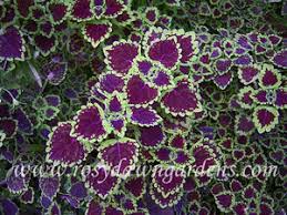 Image result for Coleus gracillimus