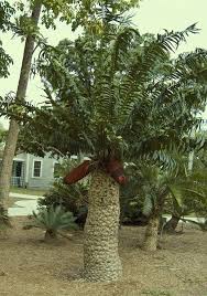 Image result for Encephalartos gratus