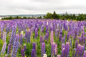 I found one like this, which seems to sort of match and which i really like the coloring of, but i don't know the name of it. Lupinus Wikipedia