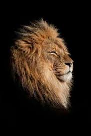 The Kings Profile Lion Profile Lion Love Animals