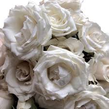 White Majolica Premium Spray Roses Flower Explosion