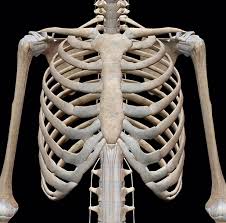 Heart is located safely inside the chest cavity which looks like a cage bound by the ribs and breast bone (sternum). 3d Skeletal System Bones Of The Thoracic Cage