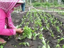 Kamu enggak perlu pekarangan luas untuk menanam pohon besar berbuah. Tanam Sawi Steemit