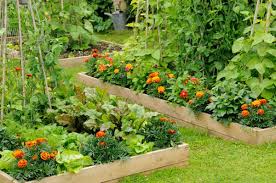 If you want to start a vegetable garden in the spring or summer you can adapt this idea easily by using compost in your planting area and keeping the mulch for the pathways. No Dig Gardening Your Ultimate Guide To The Movement Of The Decor Report