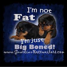 Contact us for more info. Guardian Rottweilers First Place Kennel Breeder At Adrk Klubsieger In Rottweil Germany