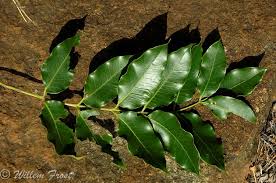 Image result for Ekebergia