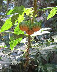 Image result for Solanum capsicoides