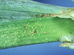 Image result for Onion Thrips