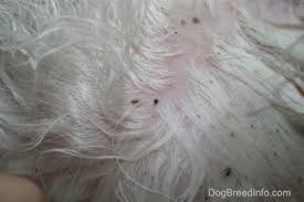 Image result for what do lice look like in dog fur