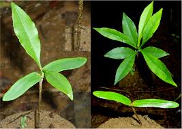 Image result for Pentaphylacaceae