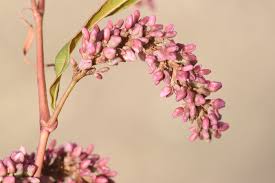 Image result for Persicaria lapathifolia