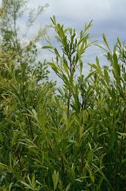 Image result for Sericorema sericea